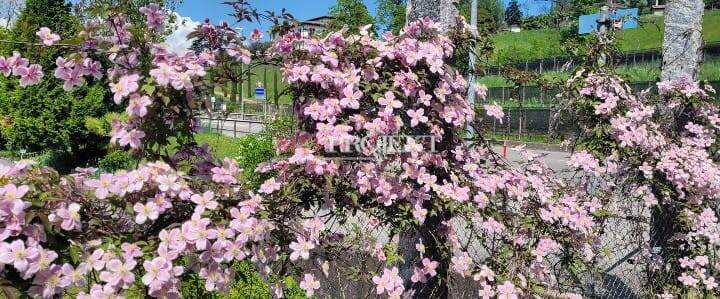 Wohnung in Mieten zu COLDRERIO - Preis: 1.650 CHF / monat / ArtProjekt SA